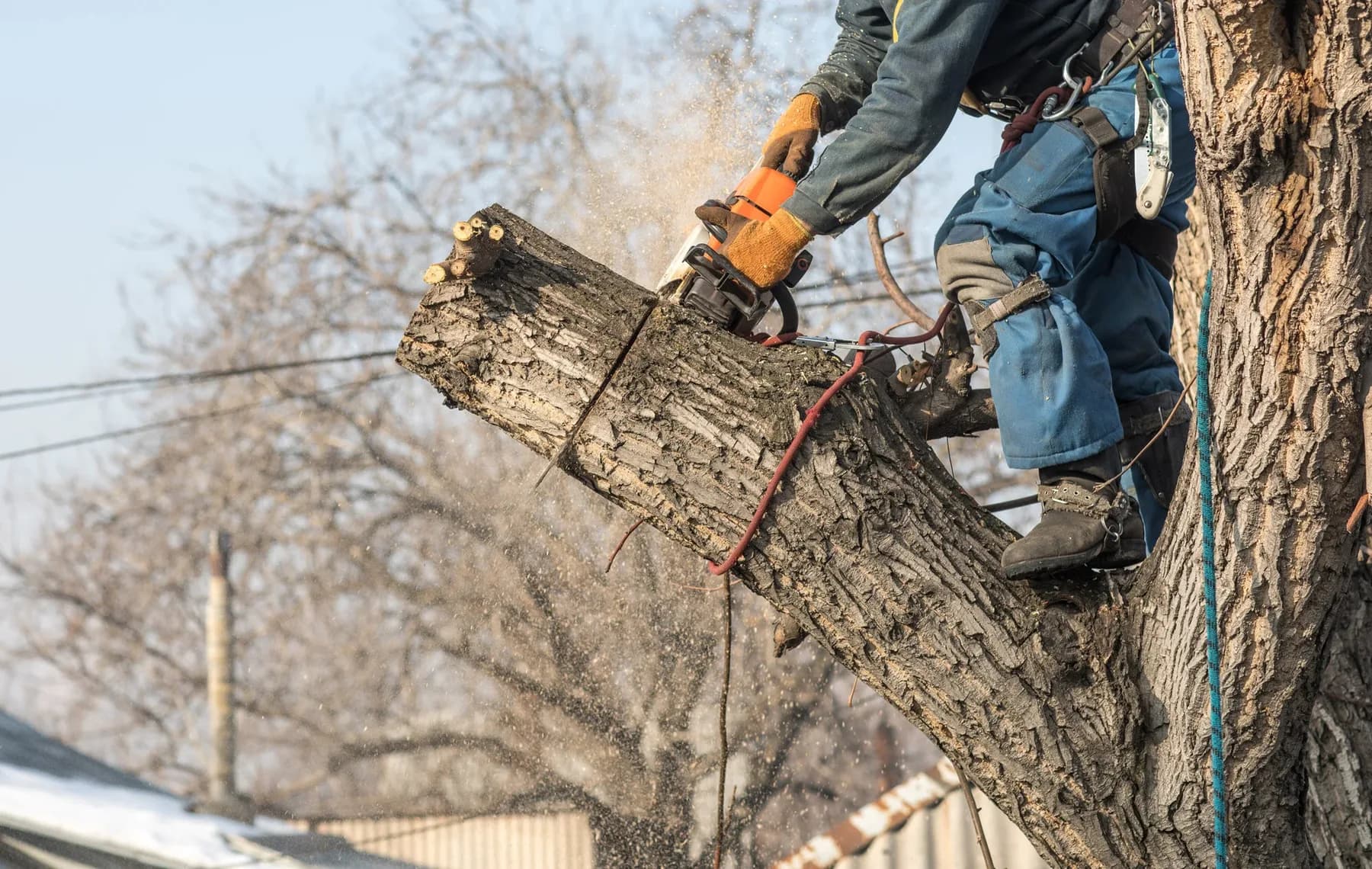 Ghost Tree Service tree work in Medina County, Ohio