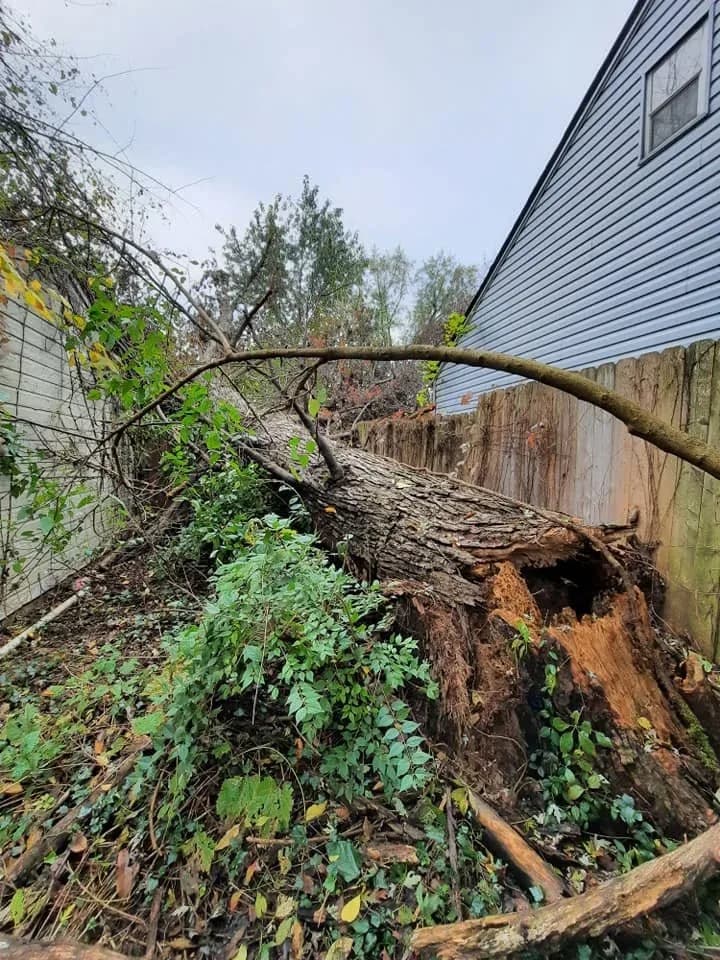 Storm-felled tree dropped across a garage roof after high wind