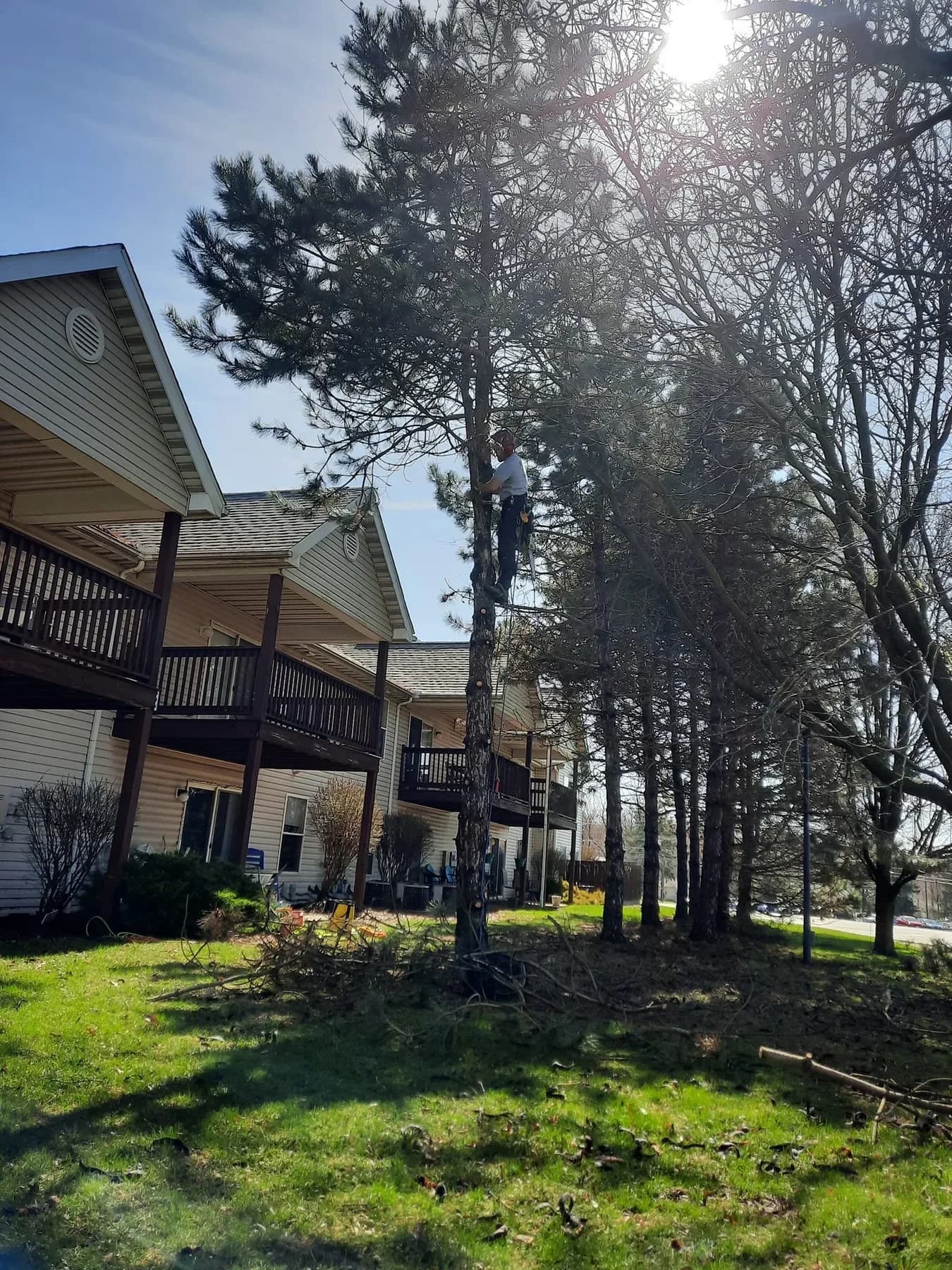 Overgrown trees crowding the Big Sky apartments before Ghost Tree Service cleared them