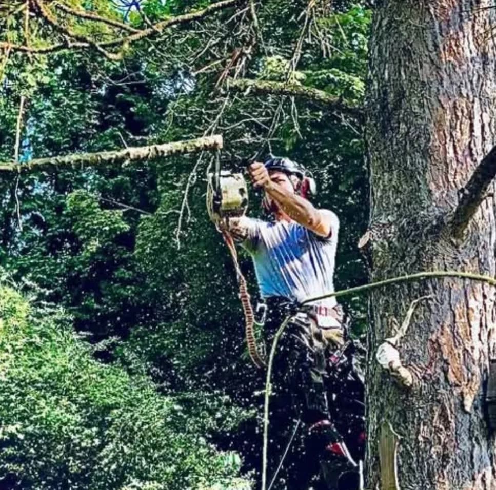 Climber running a chainsaw high in a pine canopy