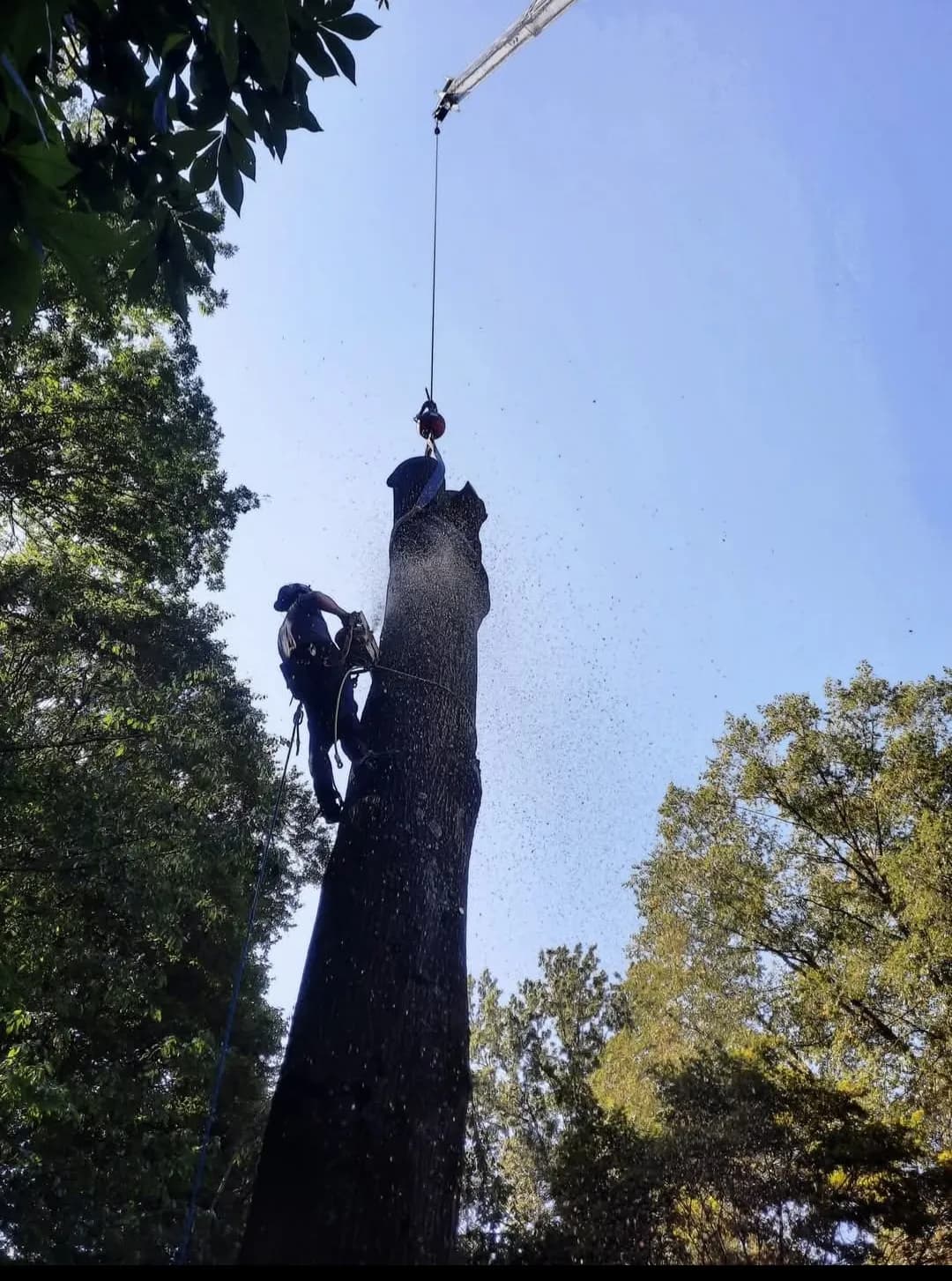 Tree Removal by Ghost Tree Service in Medina County, Ohio