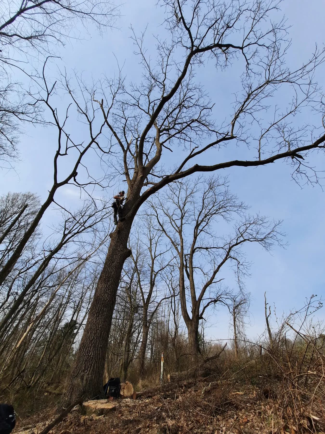 Bare-tree takedown clearing an open lot in winter